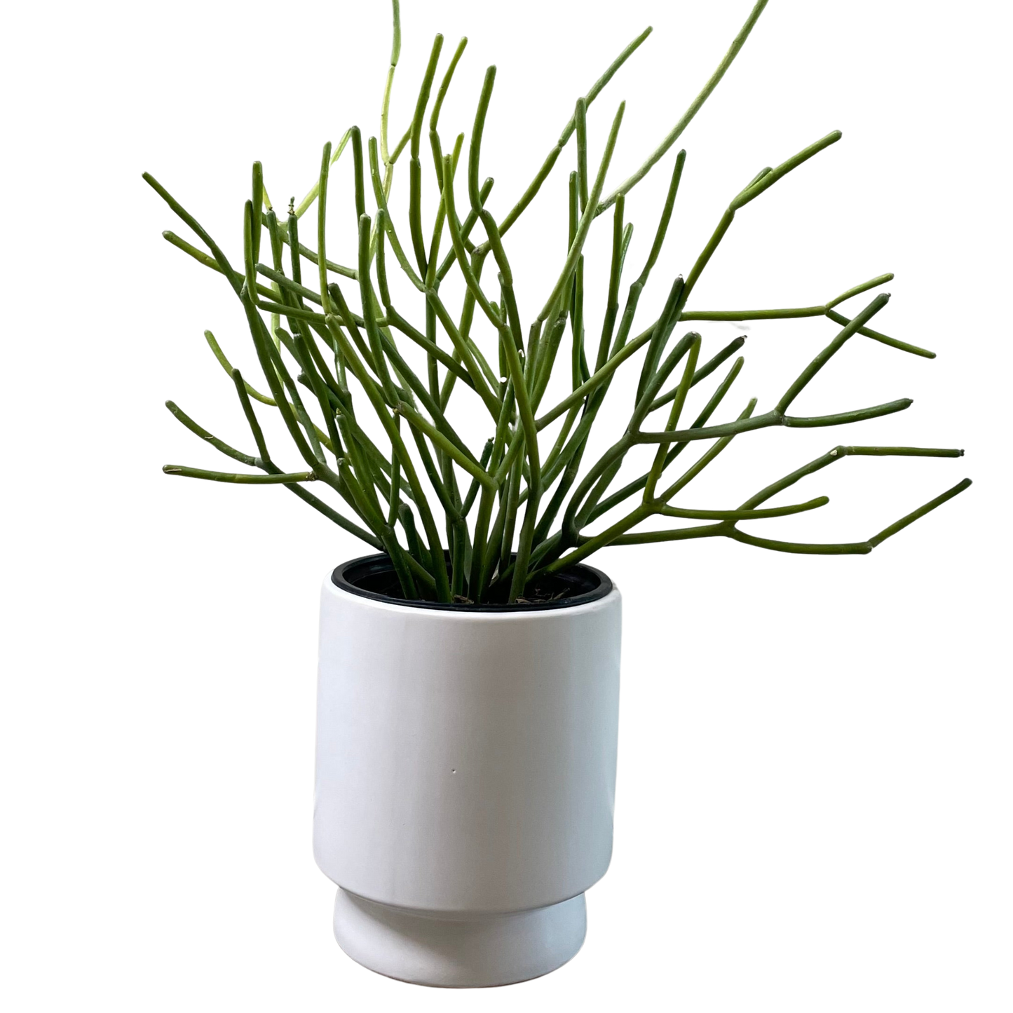 Pencil Cactus