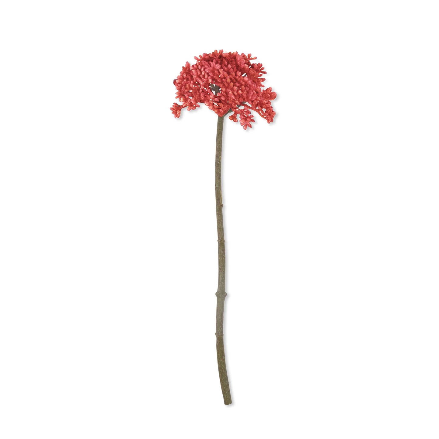 Faux Coral Sedum