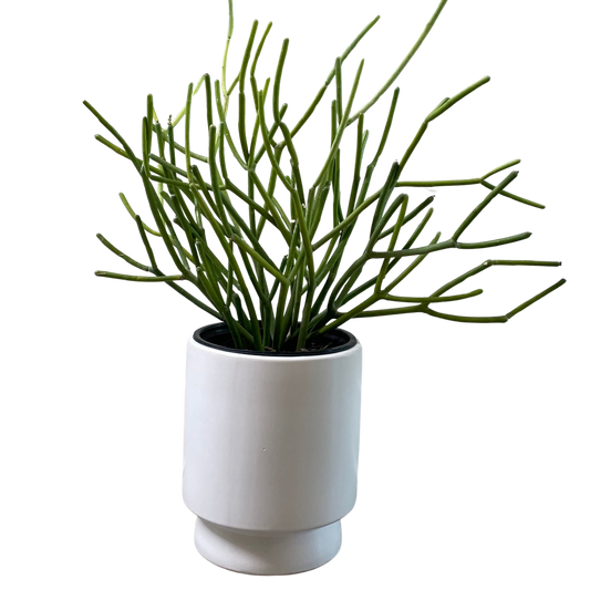Pencil Cactus
