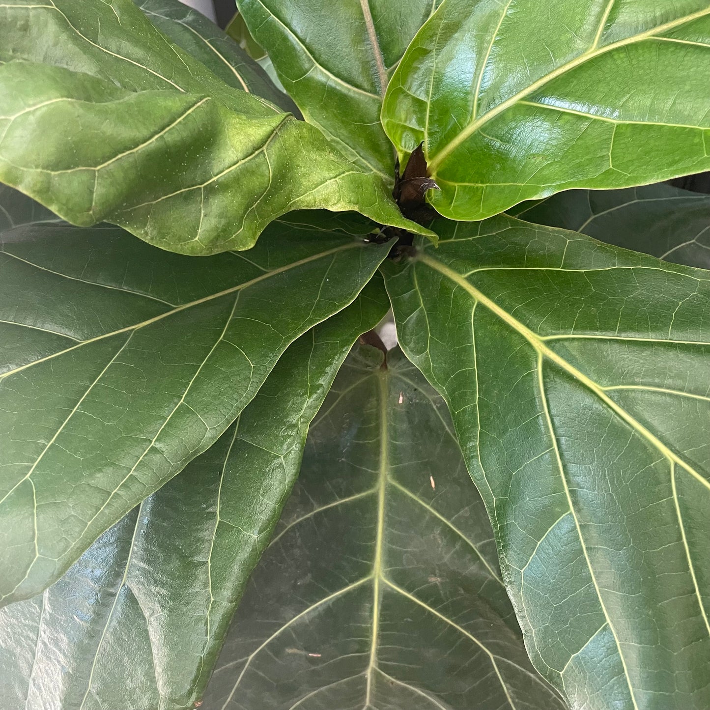 Fiddle Leaf Fig
