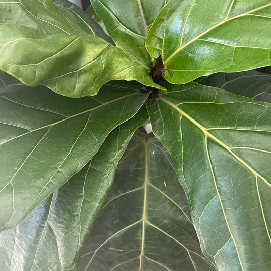 Fiddle Leaf Fig