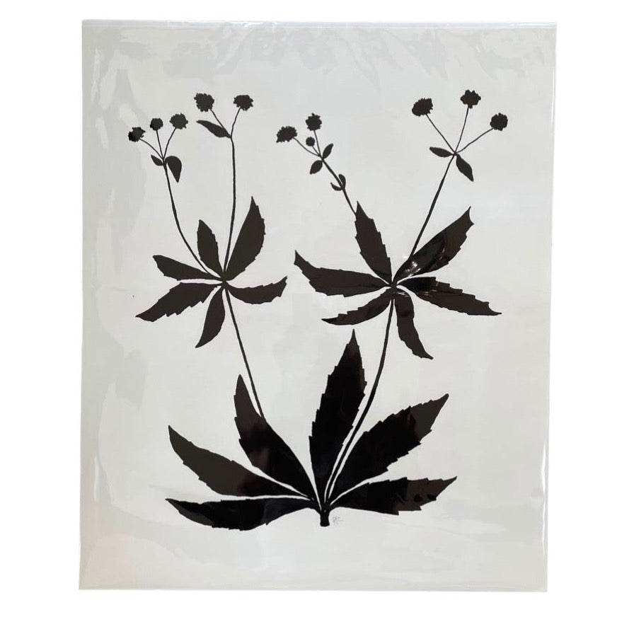 Black and White Botanical Giclee - 20 x 24