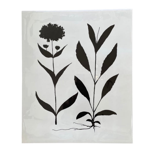 Black and White Botanical Giclee - 20 x 24